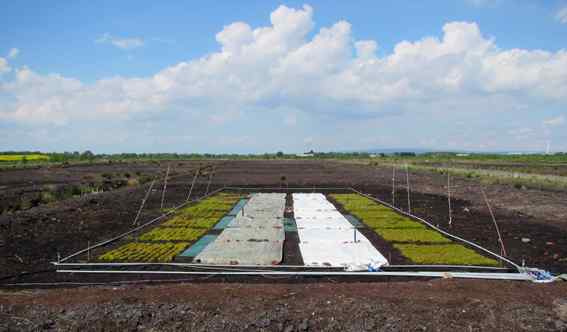A section of a field showing small cultivated squares of vegetation A section of a field showing small cultivated squares of vegetation