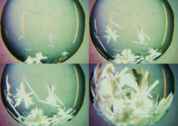 Four petri dishes Four petri dishes